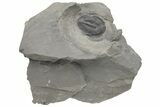 Upper Cambrain Trilobite (Pterocephalia) - British Columbia #212623-1